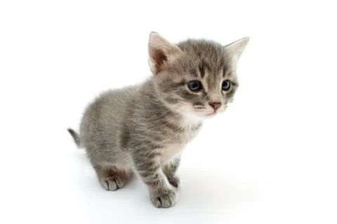 Kitten Stock Photos
