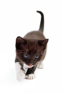 Kitten Foto stock