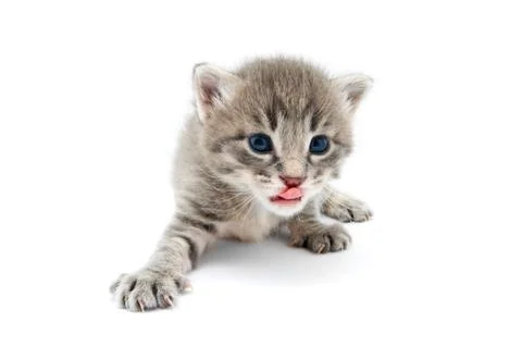 Kitten Stock Photos