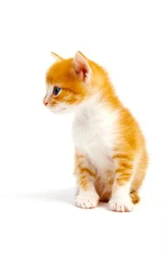 Kitten Stock Photos