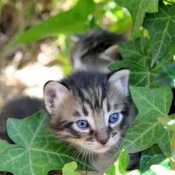 Kitten Stock Photos