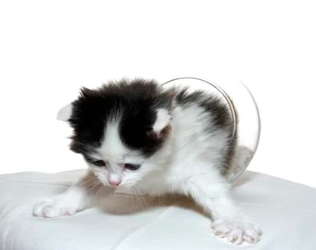 Kitten Stock Photos
