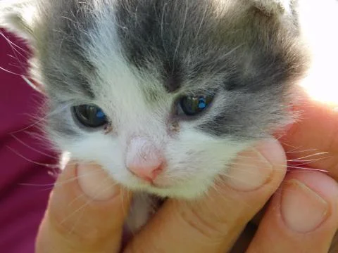 A kitten Stock Photos