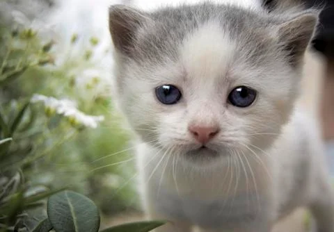 Kitten 스톡 사진