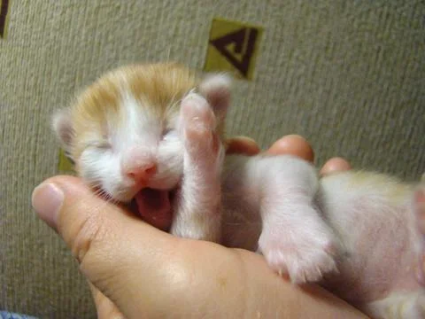 Kitten 스톡 사진