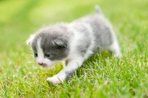 Kitten Stock Photos