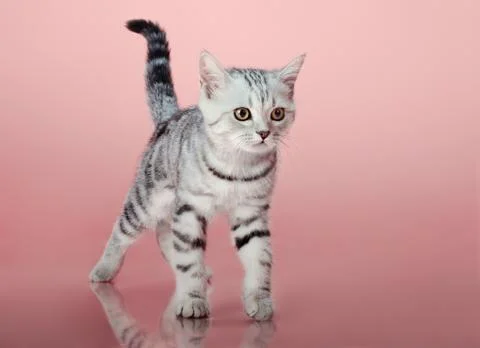 Kitten Stock Photos