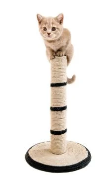 Kitten Foto stock