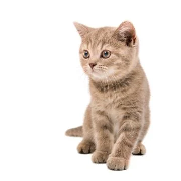Kitten Stock Photos