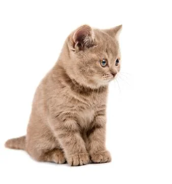 Kitten Stock Photos