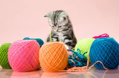 Kitten Stock Photos