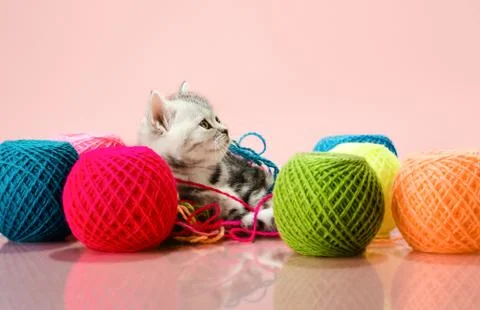 Kitten Foto stock