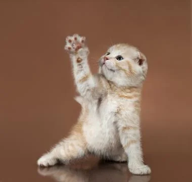 Kitten Foto stock