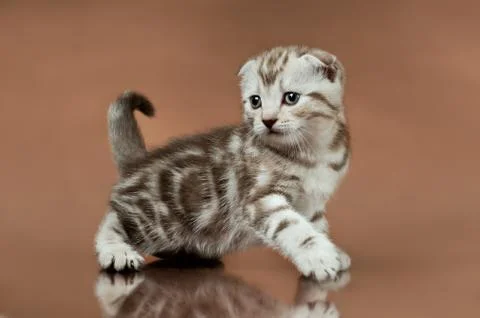 Kitten Stock Photos