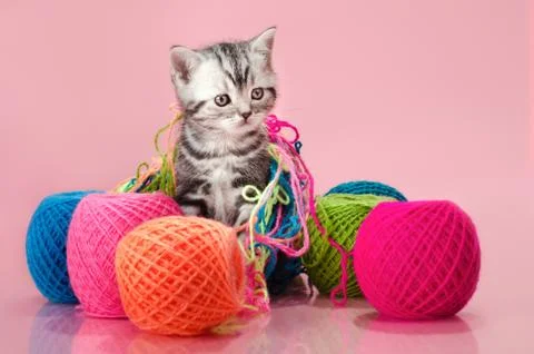 Kitten Foto stock