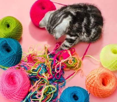 Kitten Stock Photos