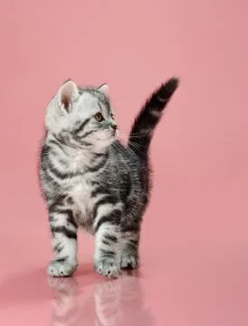 Kitten Stock Photos