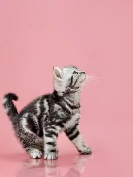 Kitten Stock Photos