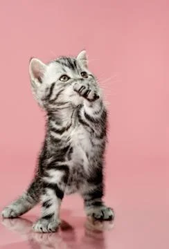 Kitten Stock Photos