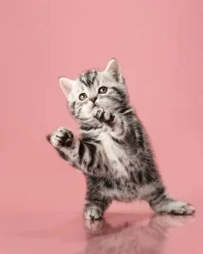 Kitten Stock Photos