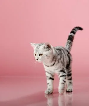 Kitten Foto stock