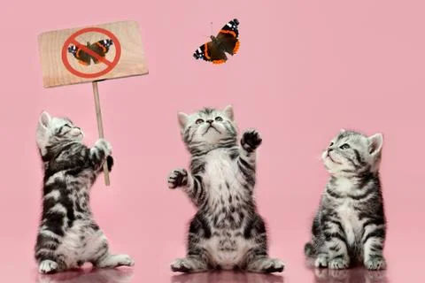 Kitten Stock Photos