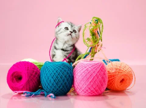 Kitten Stock Photos
