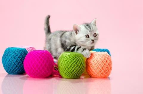 Kitten Stock Photos