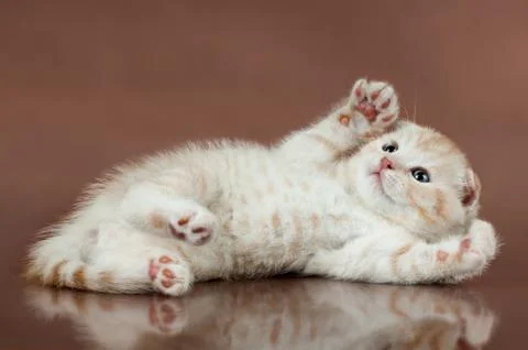 Kitten Stock Photos