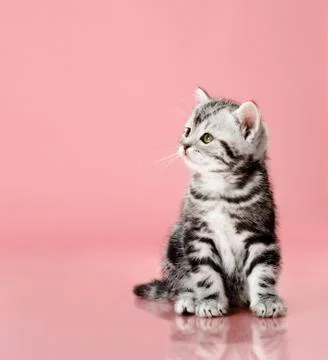 Kitten Stock Photos