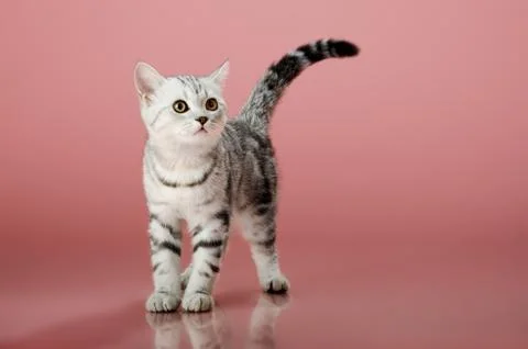 Kitten Foto stock
