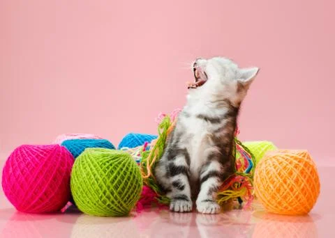 Kitten Stock Photos