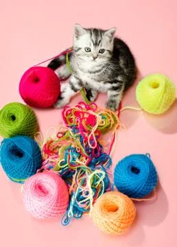Kitten Foto stock
