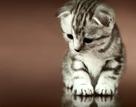 Kitten Stock Photos