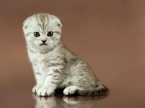 Kitten Stock Photos