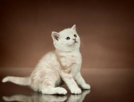 Kitten Foto stock