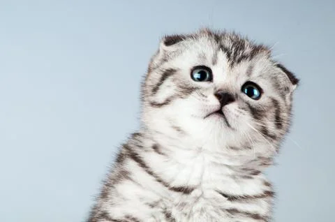 Kitten Stock Photos