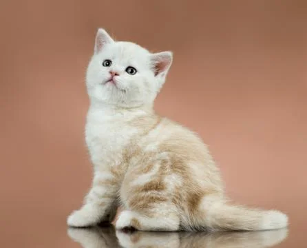 Kitten Foto stock