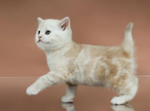 Kitten Stock Photos