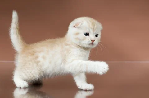 Kitten Stock Photos