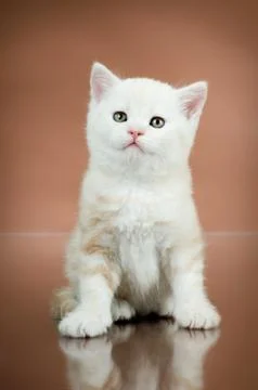 Kitten Foto stock