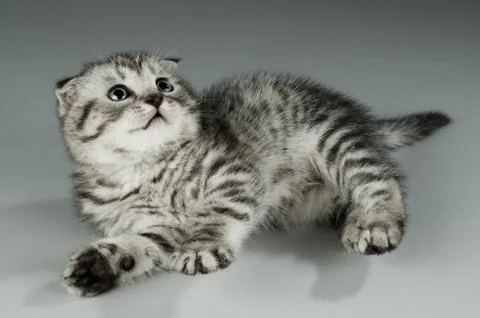 Kitten Foto stock