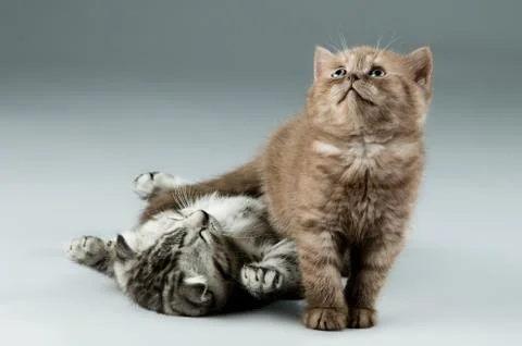 Kitten Stock Photos