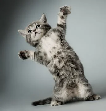 Kitten Foto stock