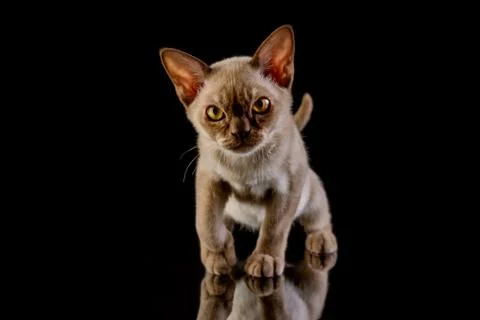 Kitten Stock Photos