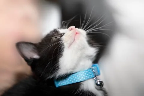 Kitten 스톡 사진