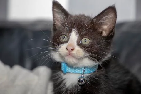 Kitten 스톡 사진