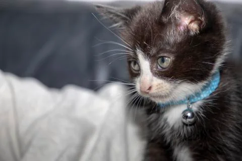 Kitten 스톡 사진