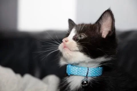 Kitten 스톡 사진