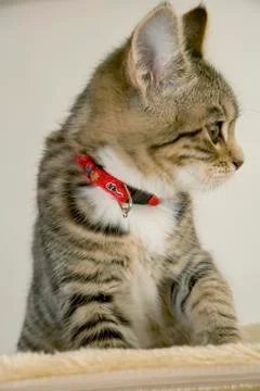 Kitten Stock Photos